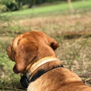 "Patiently following my master and his crew and only disappointed that the birds are made of clay and colored blaze orange."