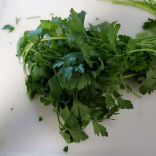 Excellent quality flat Italian parsley