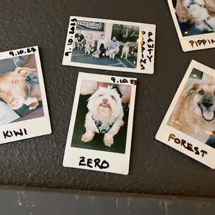 Wall of doggy customers