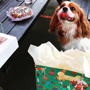 Dog pawty at the brewery. We just need some nonalcoholic doggy beer now lol