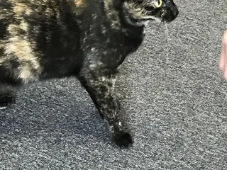 Sullivan Center For Children