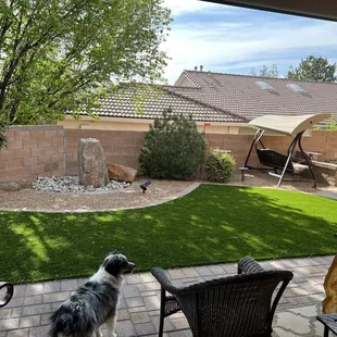 a dog looking at a backyard