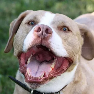 PitBull D.