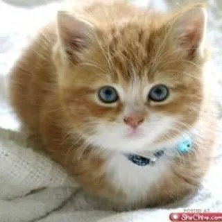 Kitty M.
