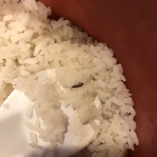 Rice