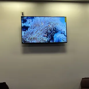 Aquarium tv's lol