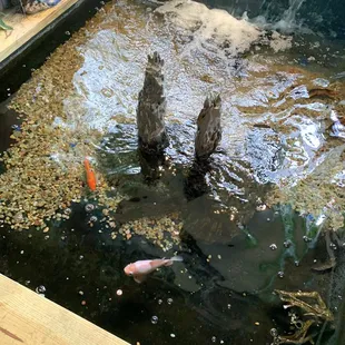 Fish pond inside the restaurant
