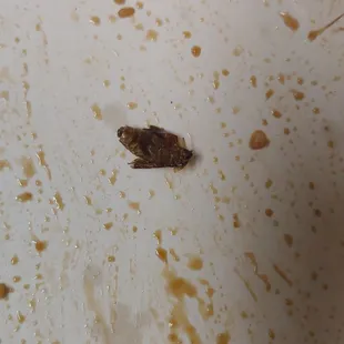 Cockroach that was found in my chicken fried rice.