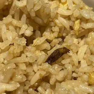 Bug in food