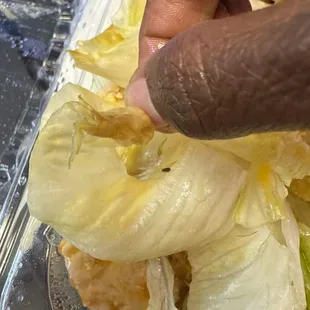 Brown slimy edges on lettuce.