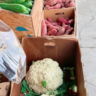 Two of the hugest cauliflower i have ever seen.