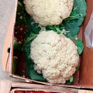 Huge cauliflowers