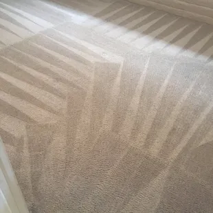 Professional Carpet Cleaning