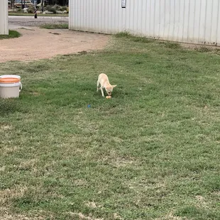 a dog in a yard