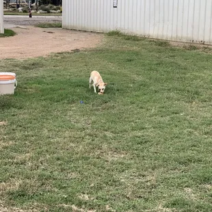 a dog playing with a frisbee