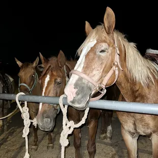 two horses tied to a fence
