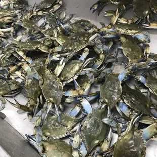 a bunch of blue crabs