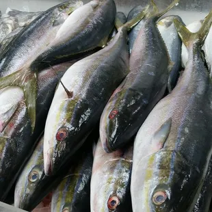 a variety of fish on display