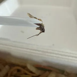 Bug in Lo Mein