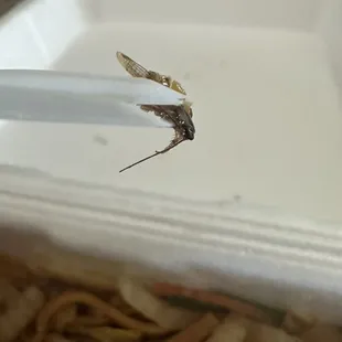 an insect eating noodles