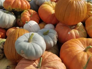 Bloom Where You're Planted Pumpkin Patch