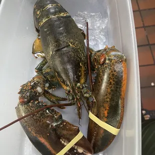 a lobster in a container