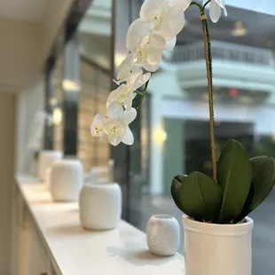 a white orchid in a white pot