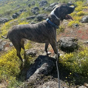 My dog