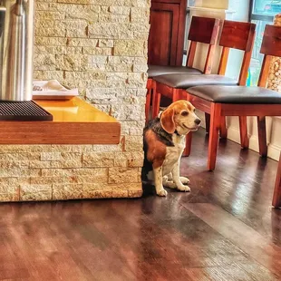 I'd come just to pet the dog again