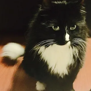 Moe D.