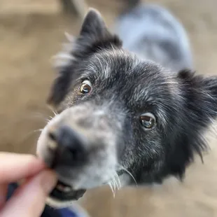 1/4/24 Roxie enjoyed a tiny bite of the Al Pastor taco. Look how excited she was about it! ;)