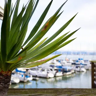 a view of a marina with boats