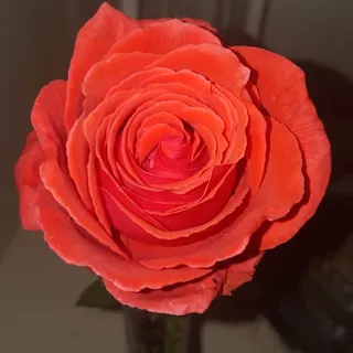 Diana M.
