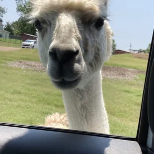 A llama