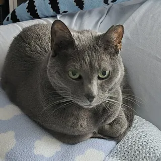 Sophia V.