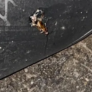 ROACH