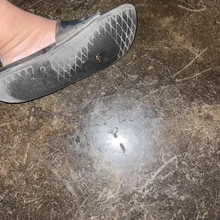 ROACH