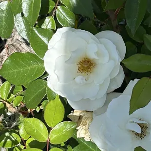 White Roses