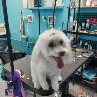 Done grooming but wanted more lol