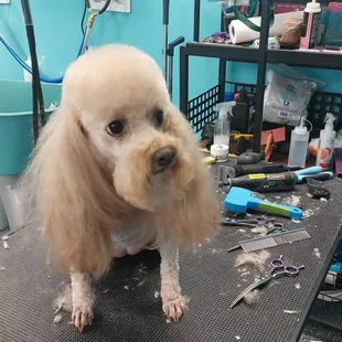 After grooming