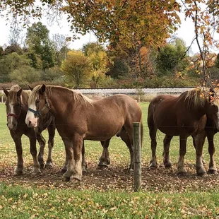 Belgians grazing