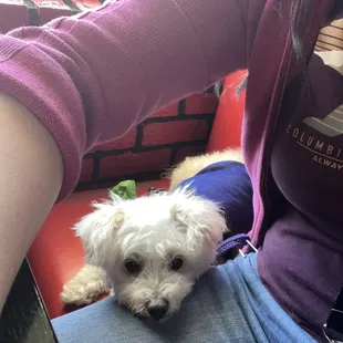 SantaPaws patiently wants for his Saturday stroll after street tacos