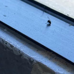 Don't sear next to window