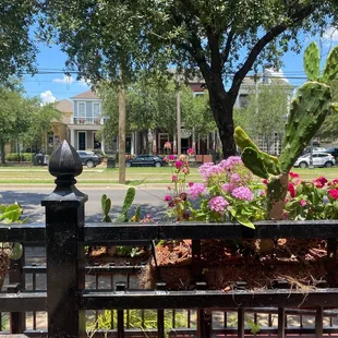 My view from the patio