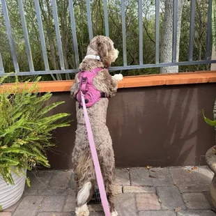 Dog friendly patio dining.