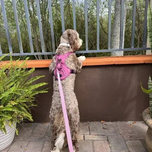 Dog friendly patio dining