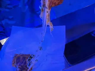 Diego’s Taco Truck