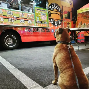Kosmo waiting for his tacos.