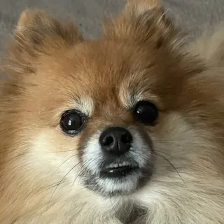 Belle P.