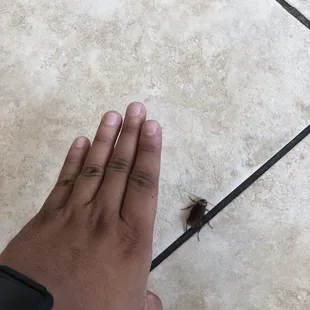 Big cock roach